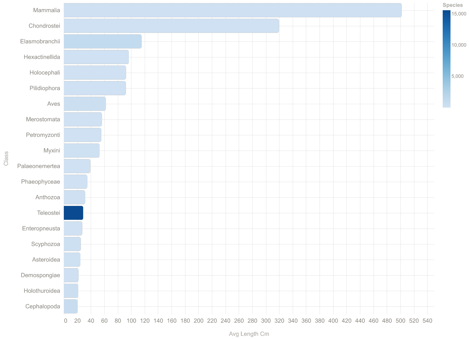 Average length by class, colored by species sampled