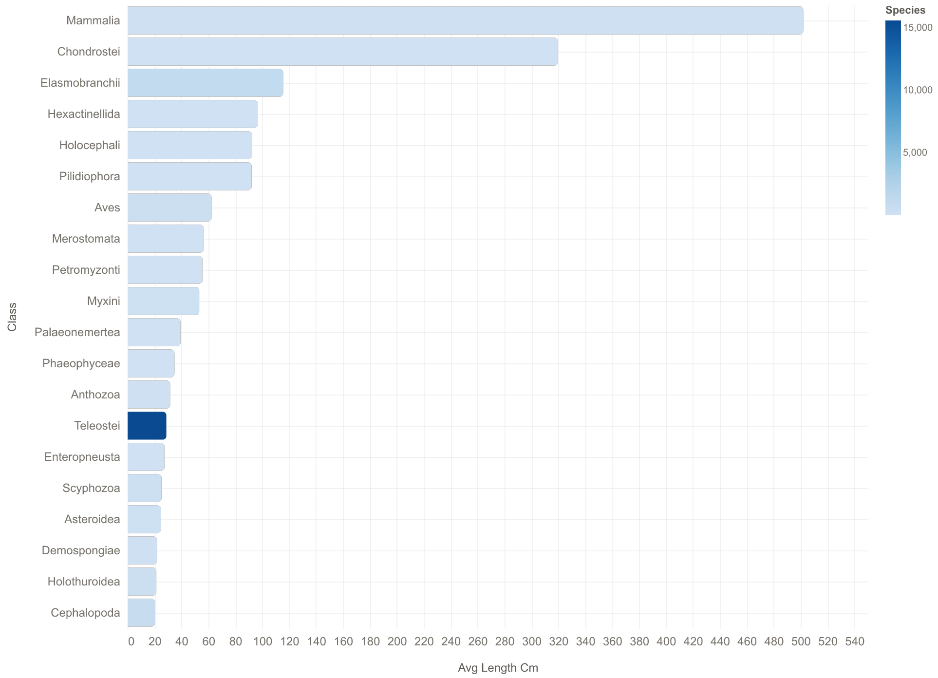 Average length by class, colored by species sampled