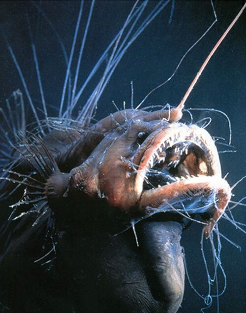 Caulophryne, a fanfin / hairy anglerfish