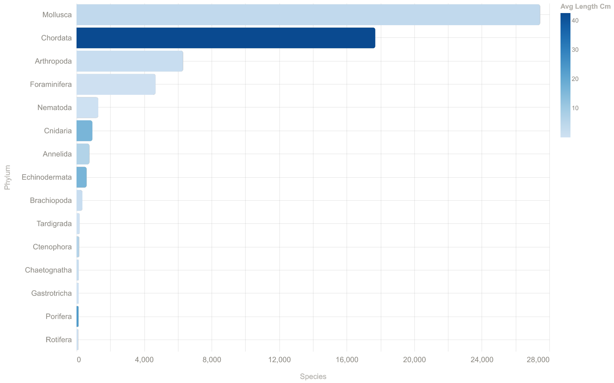 Species count per phylum, colored by average length