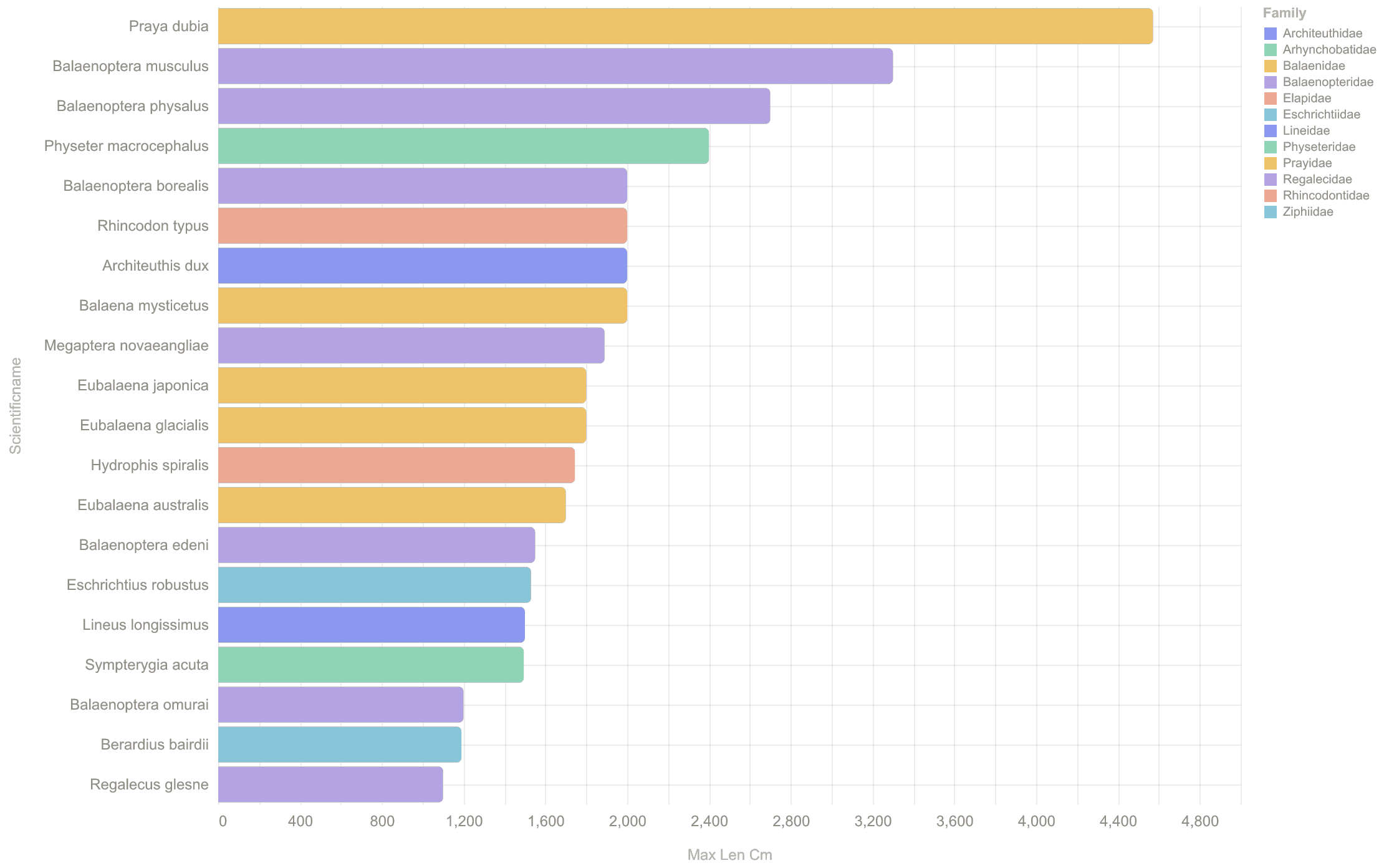 Longest species by maximum recorded length