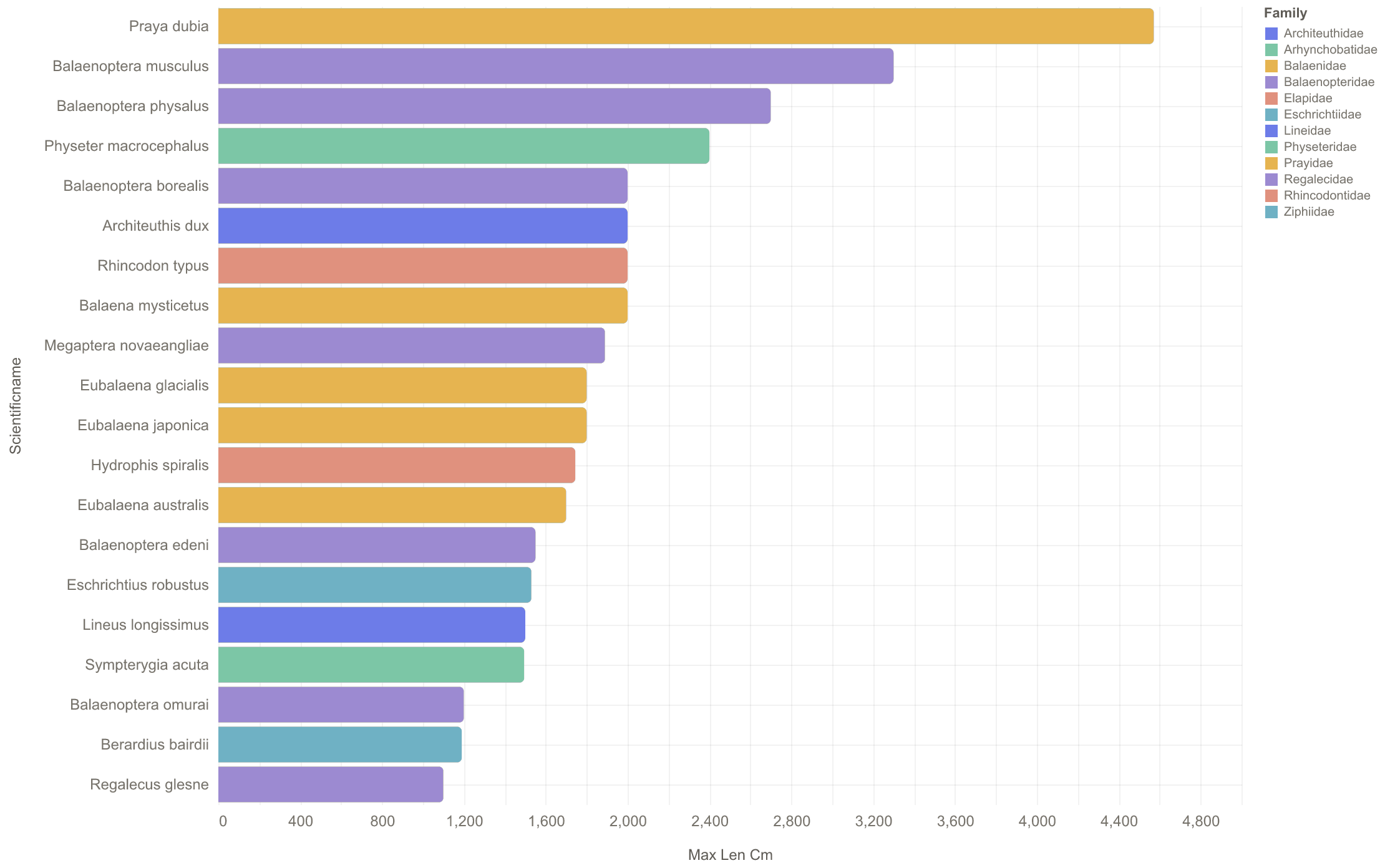 Longest species by maximum recorded length