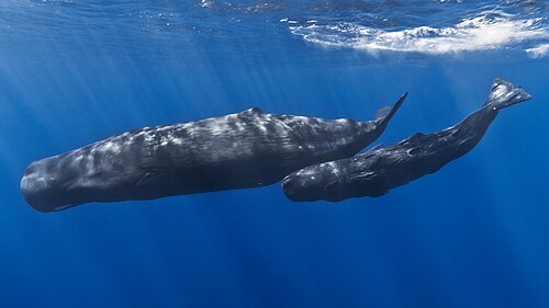 Sperm whale mother and calf