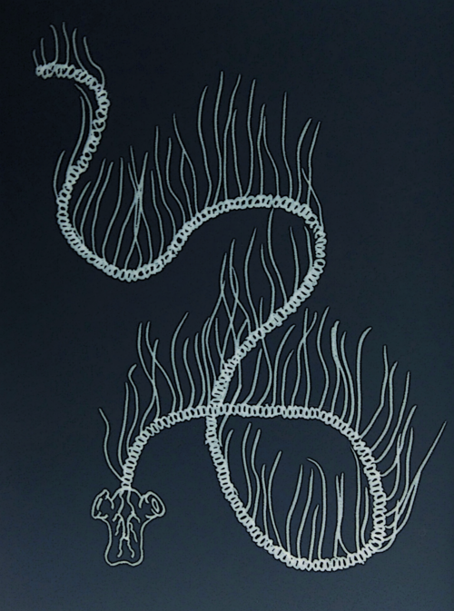 Praya dubia, a giant siphonophore
