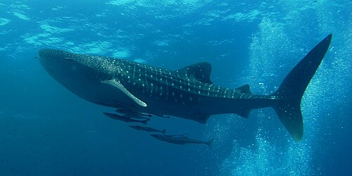 Whale shark swimming